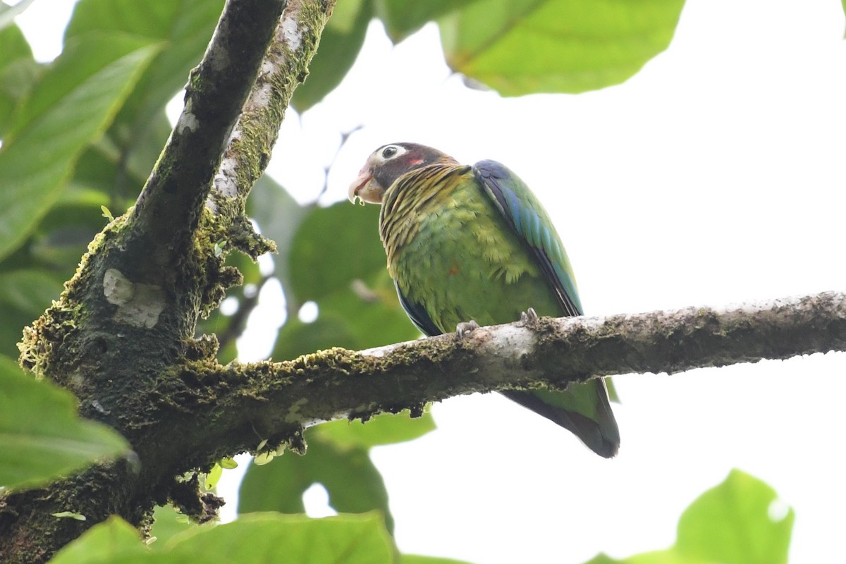 Brown-hooded Parrot - ML620831155