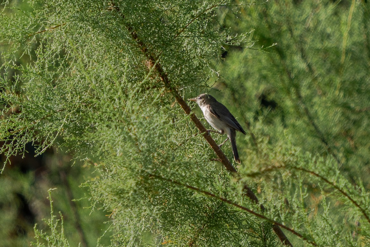 Eastern Olivaceous Warbler - Ali COBANOGLU