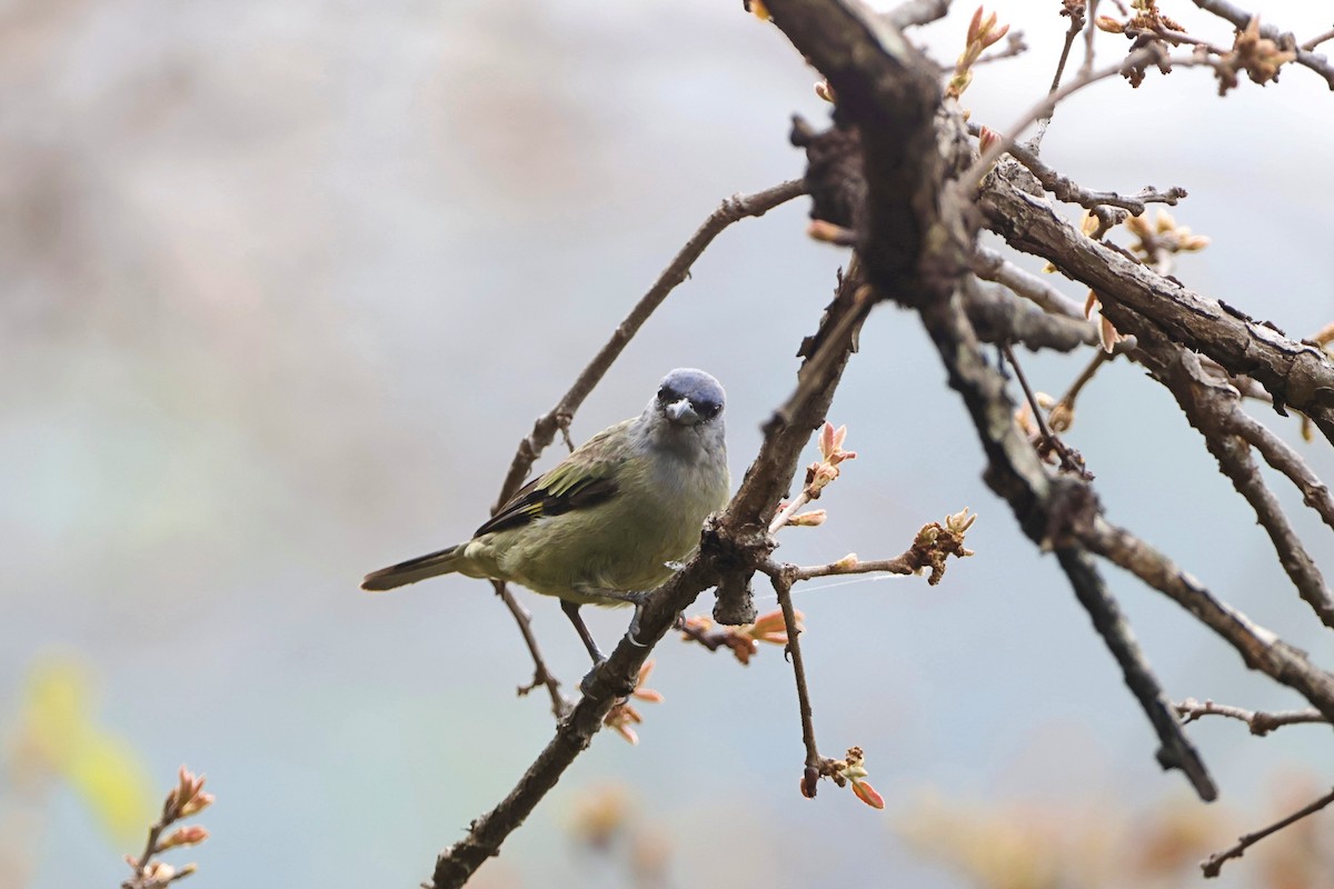 Yellow-winged Tanager - ML620831163