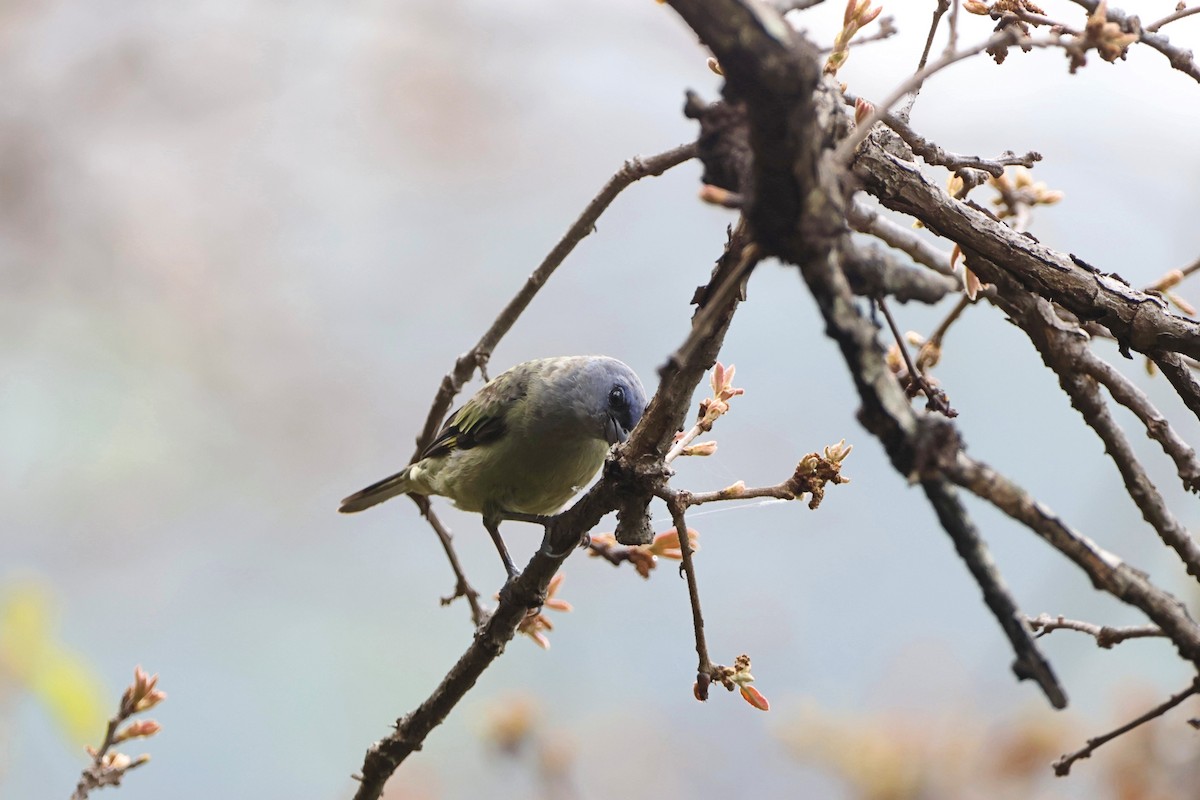 Yellow-winged Tanager - ML620831164