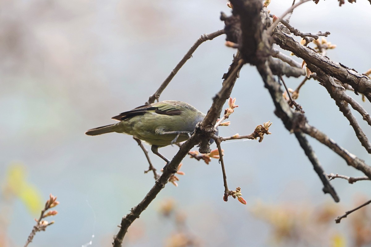 Yellow-winged Tanager - ML620831167