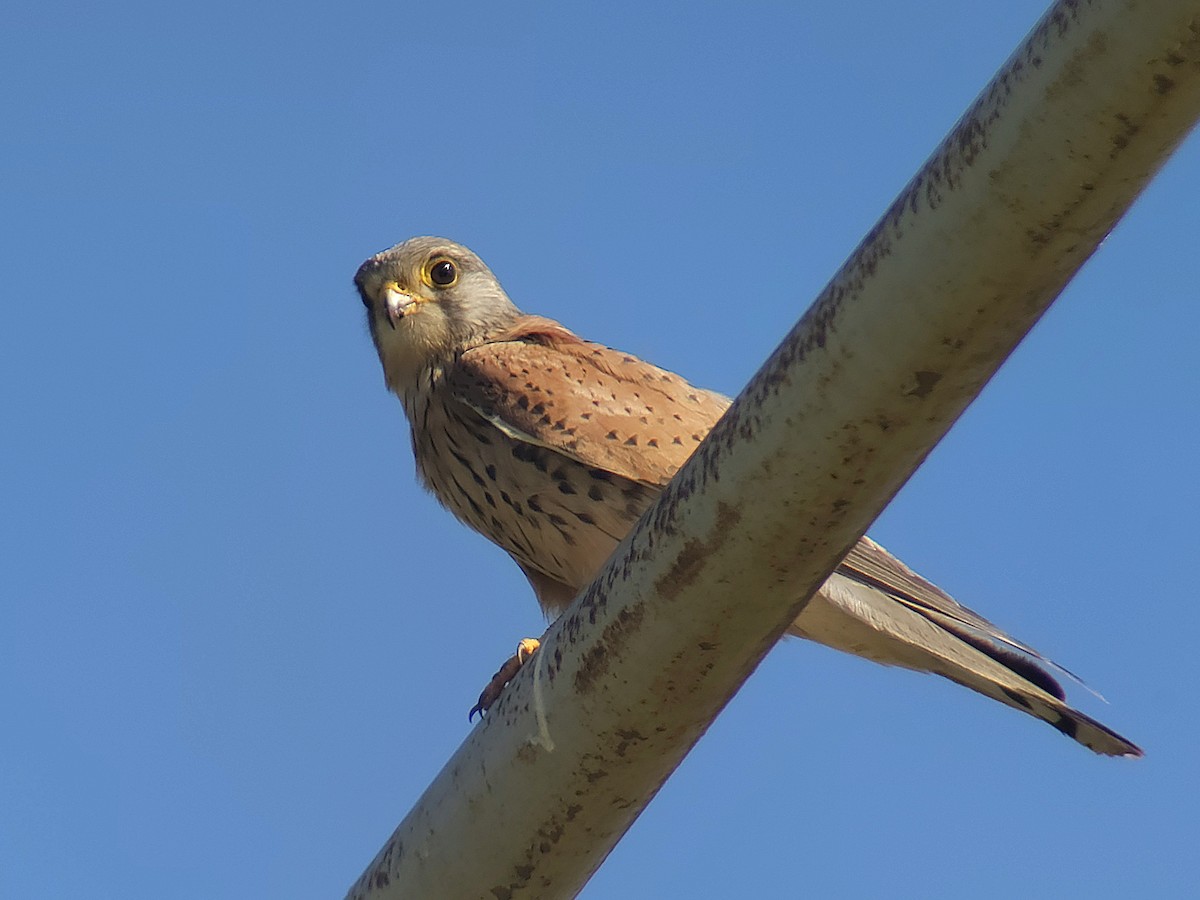 Eurasian Kestrel (Eurasian) - ML620831169