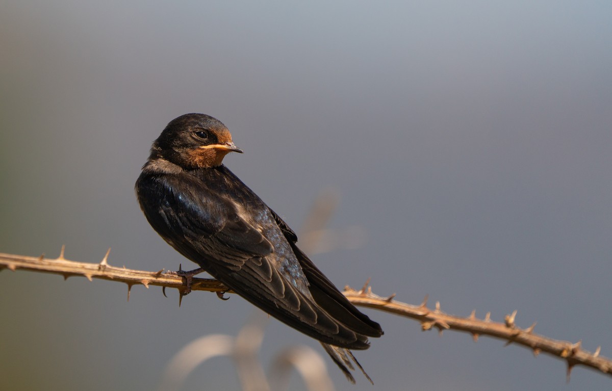 Barn Swallow - ML620831174