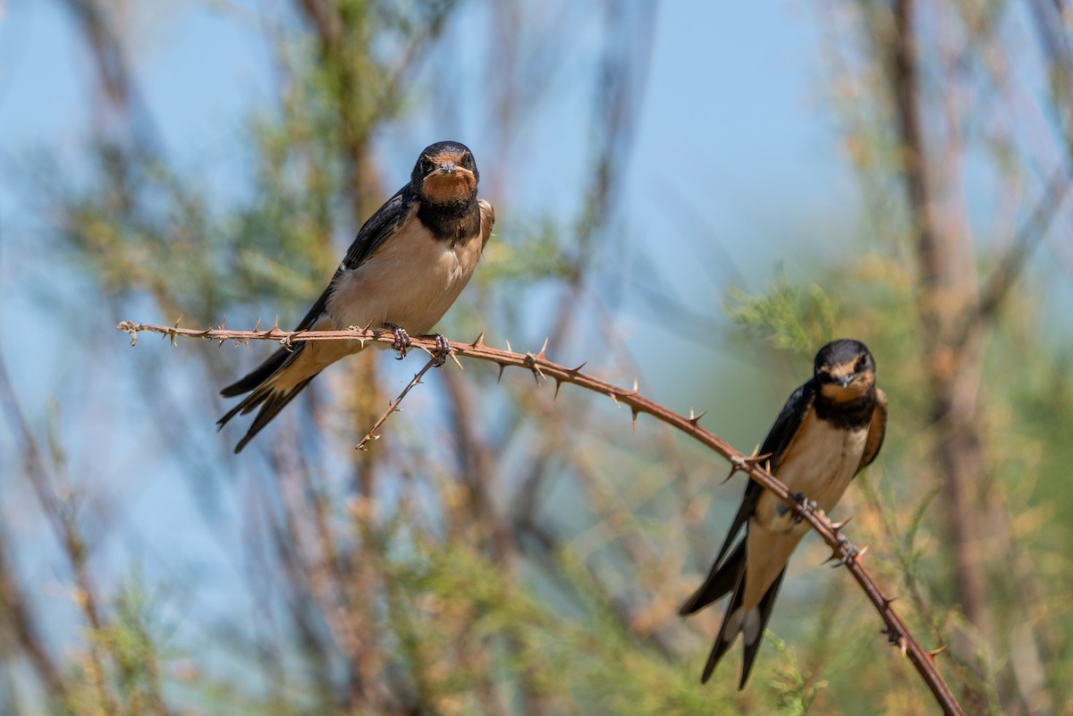 Barn Swallow - ML620831176