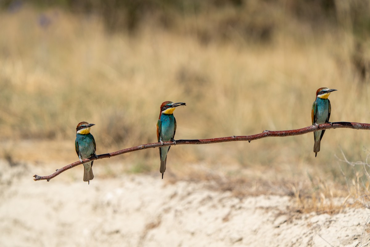 European Bee-eater - ML620831180