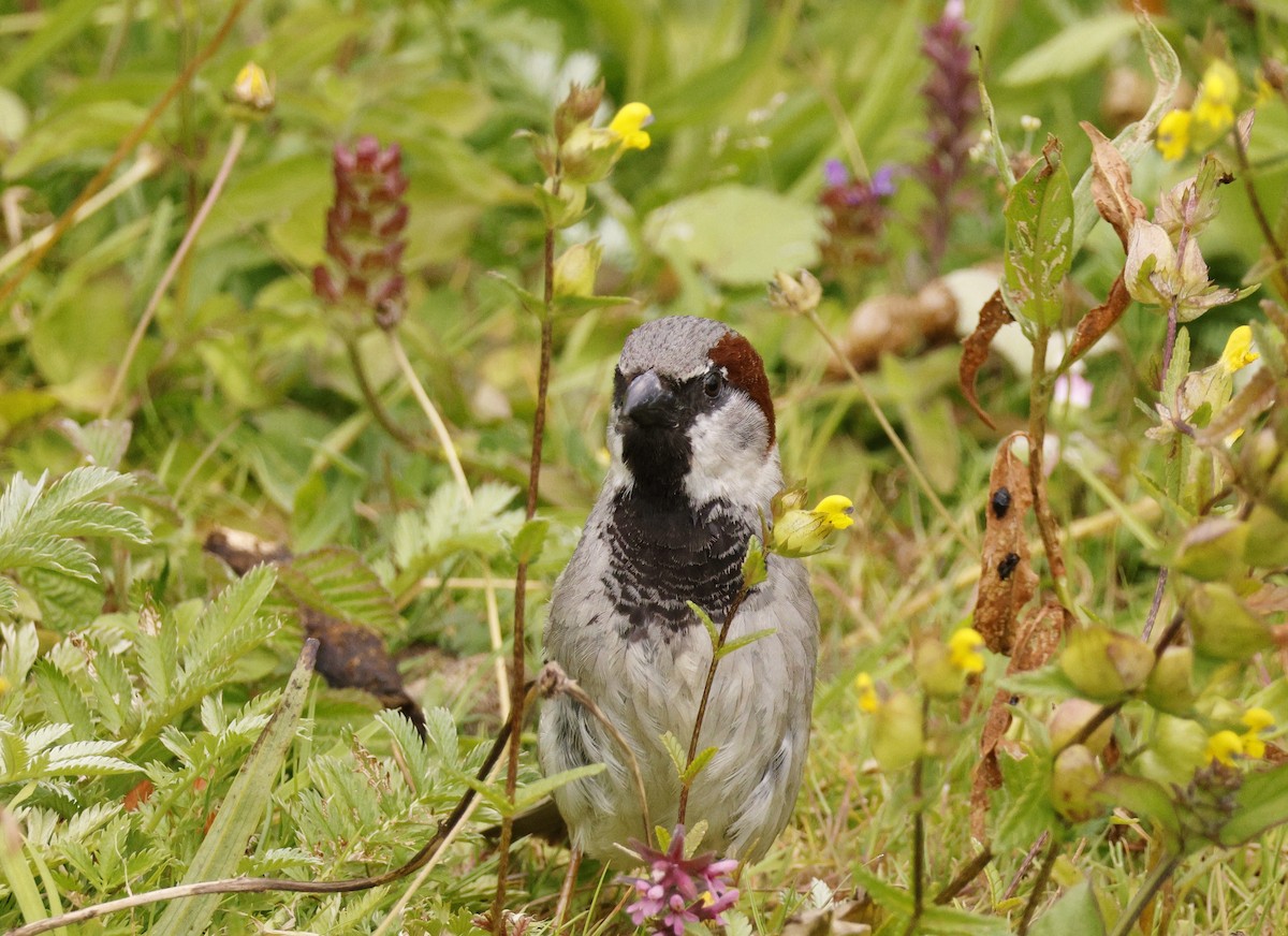 House Sparrow - ML620831185