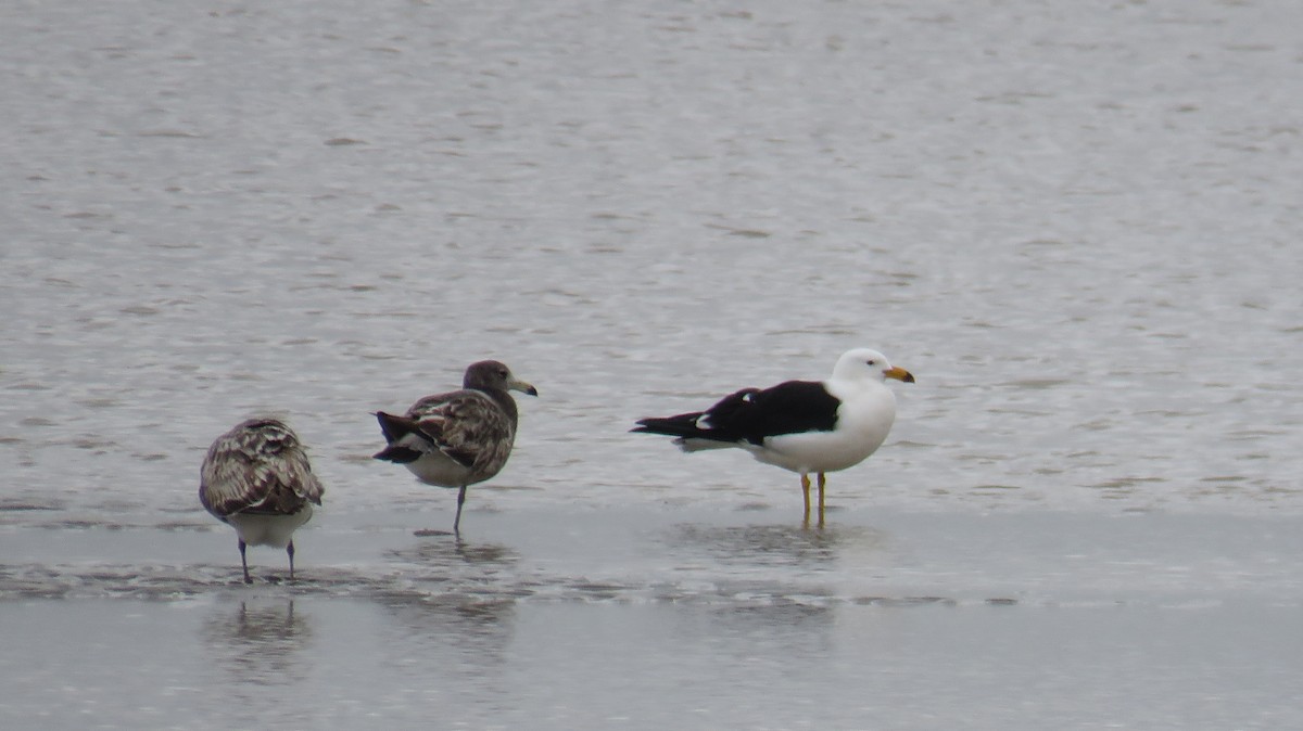 Gaviota Cangrejera - ML620831190