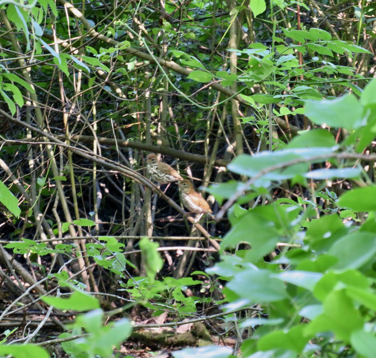 Wood Thrush - scott baldinger