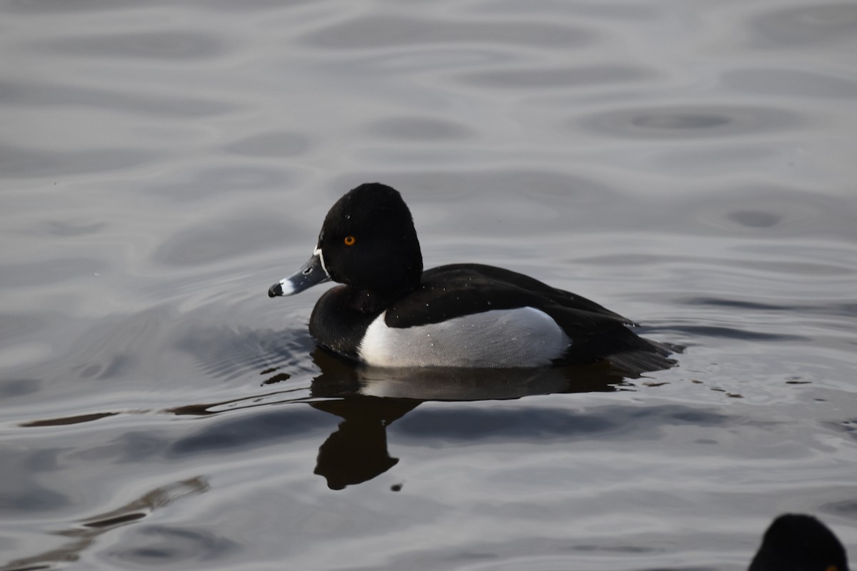 Ring-necked Duck - ML620831192