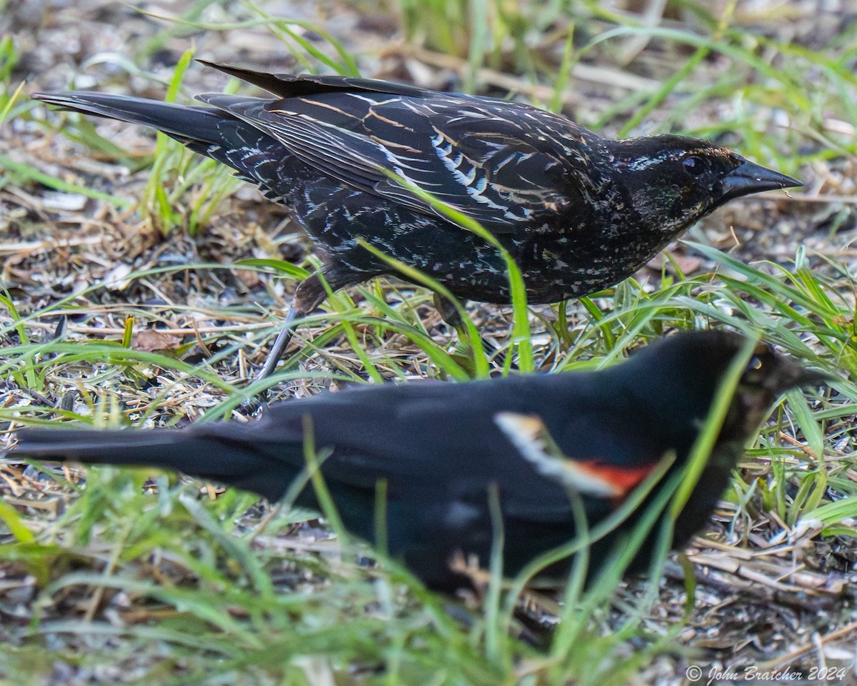 Red-winged Blackbird - ML620831193