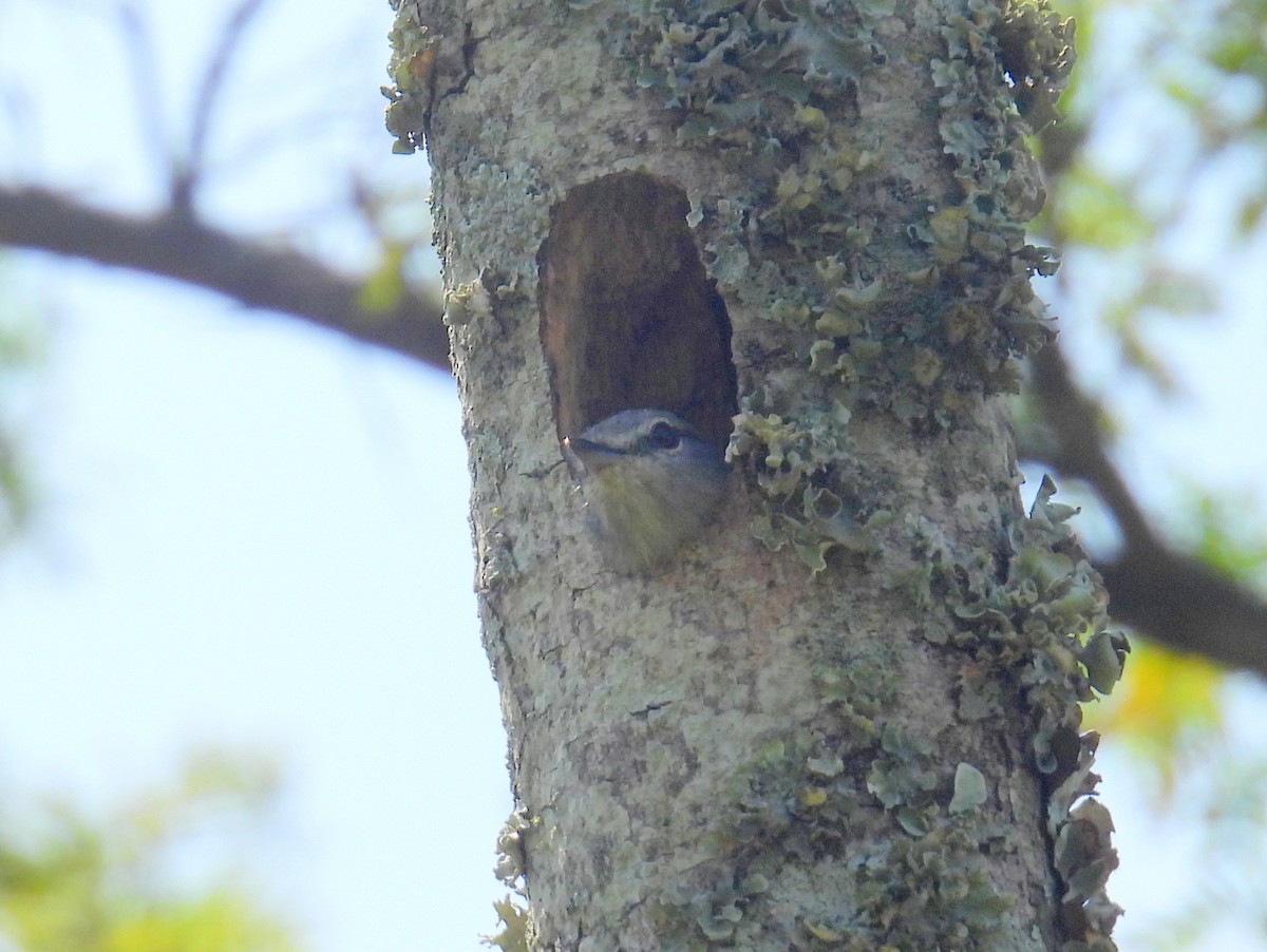 Gray Tit-Flycatcher - ML620831194