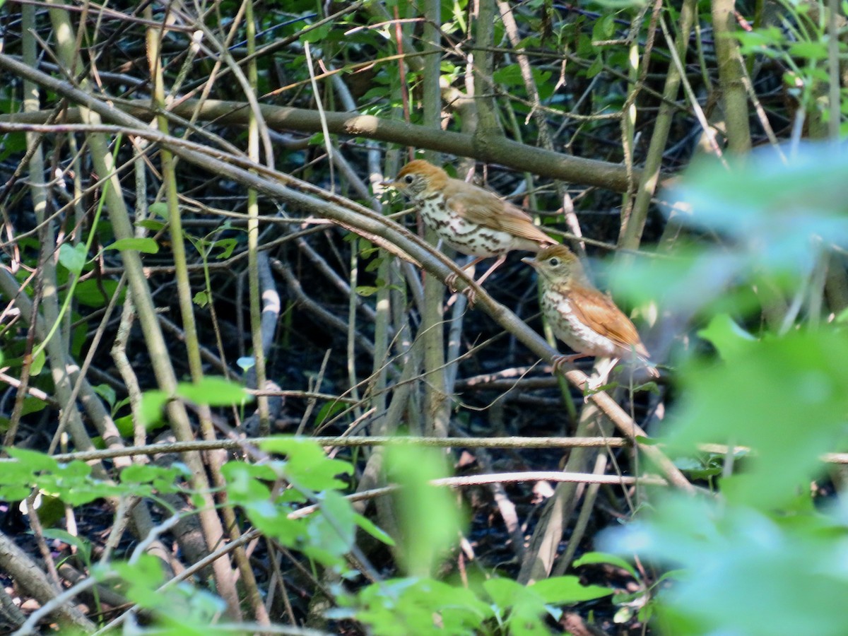 Wood Thrush - ML620831195