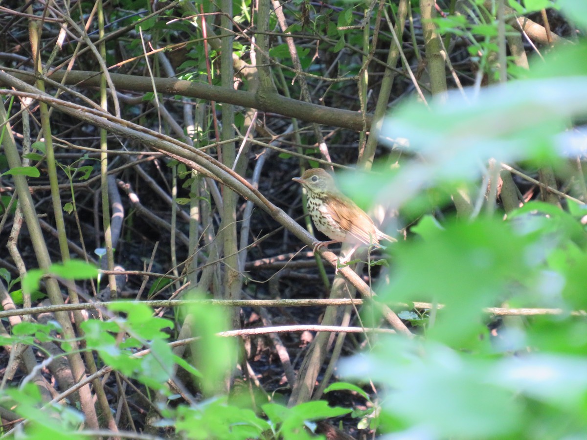 Wood Thrush - ML620831196