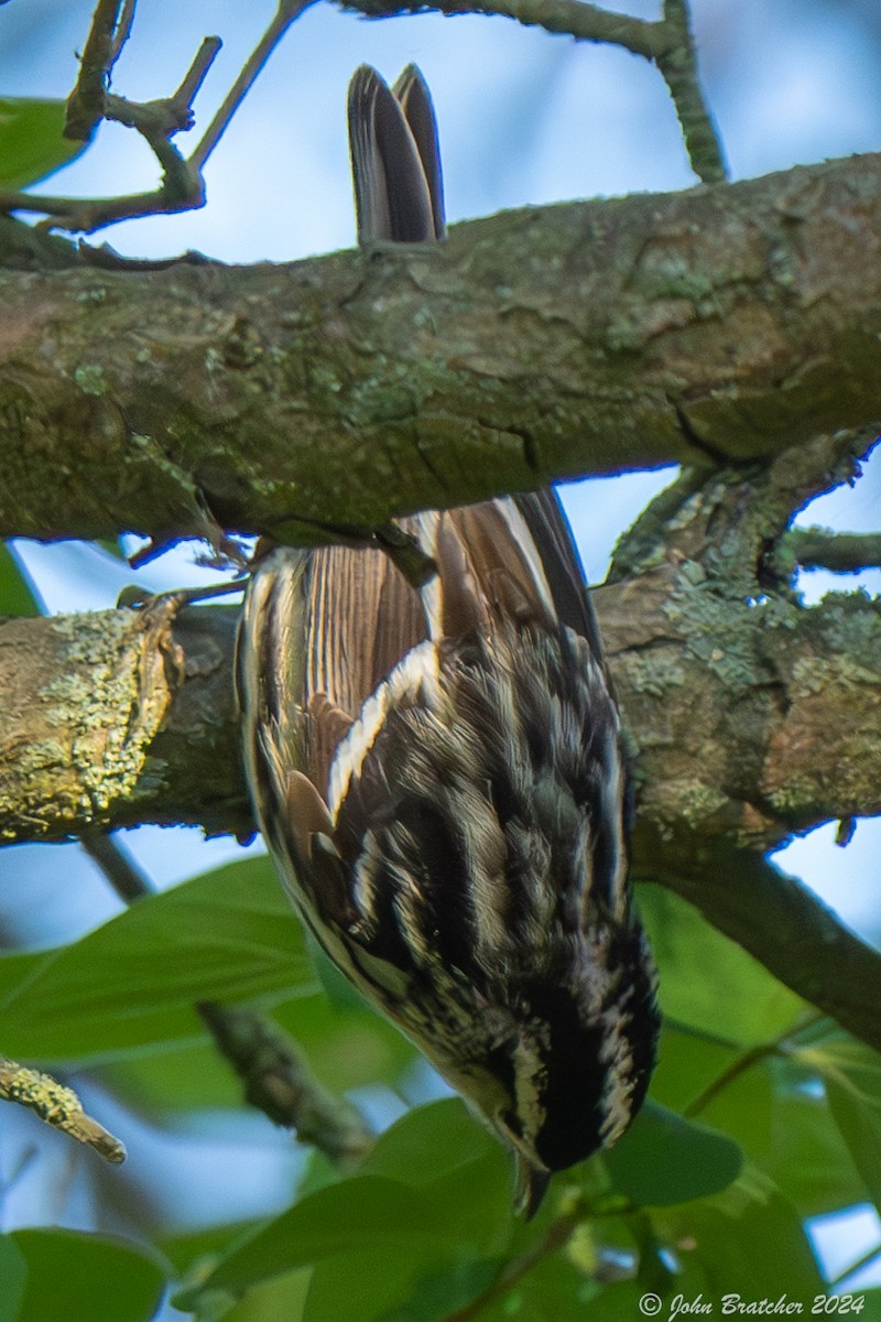 Black-and-white Warbler - ML620831198