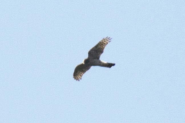 Eurasian Sparrowhawk - ML620831200