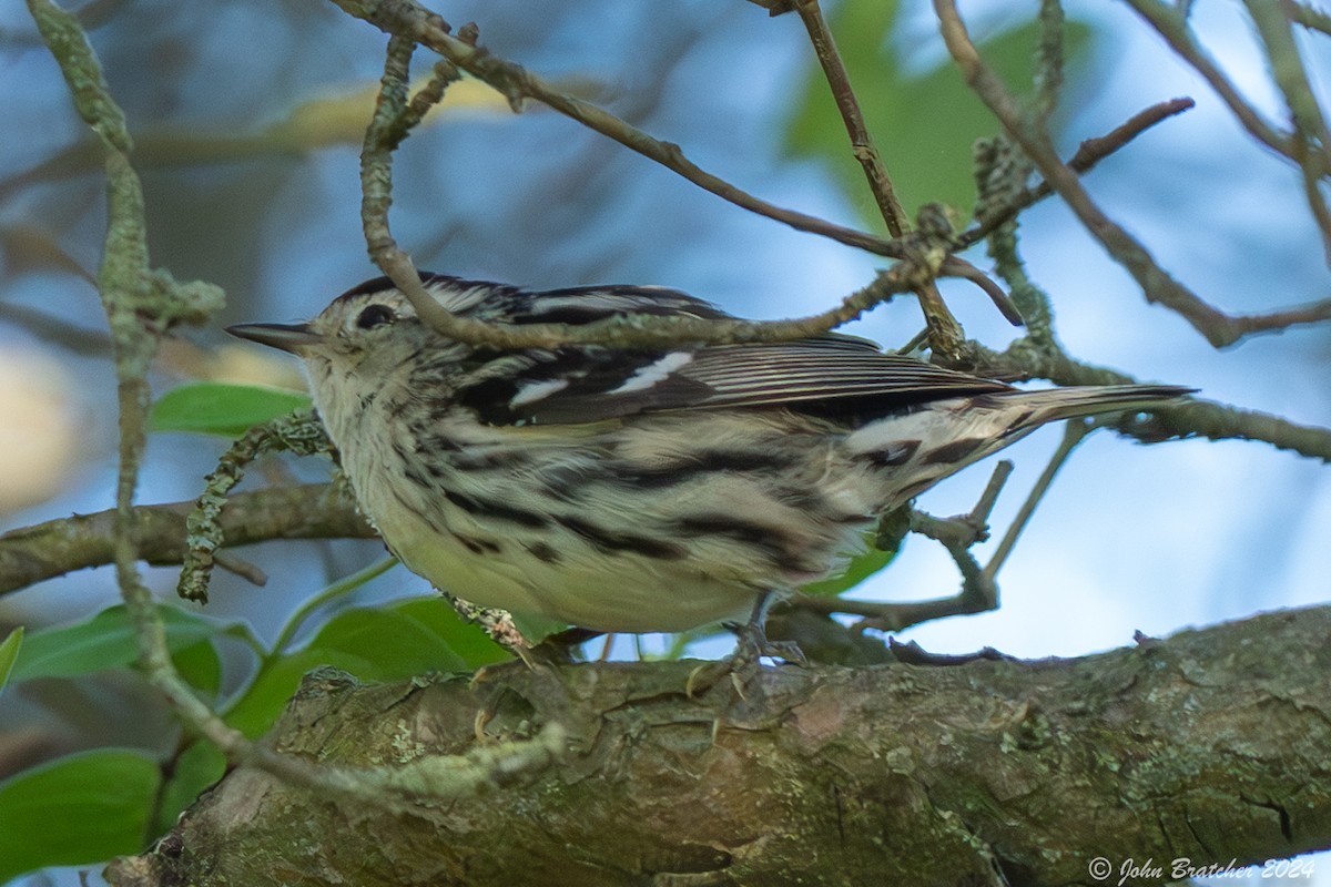 Black-and-white Warbler - ML620831201