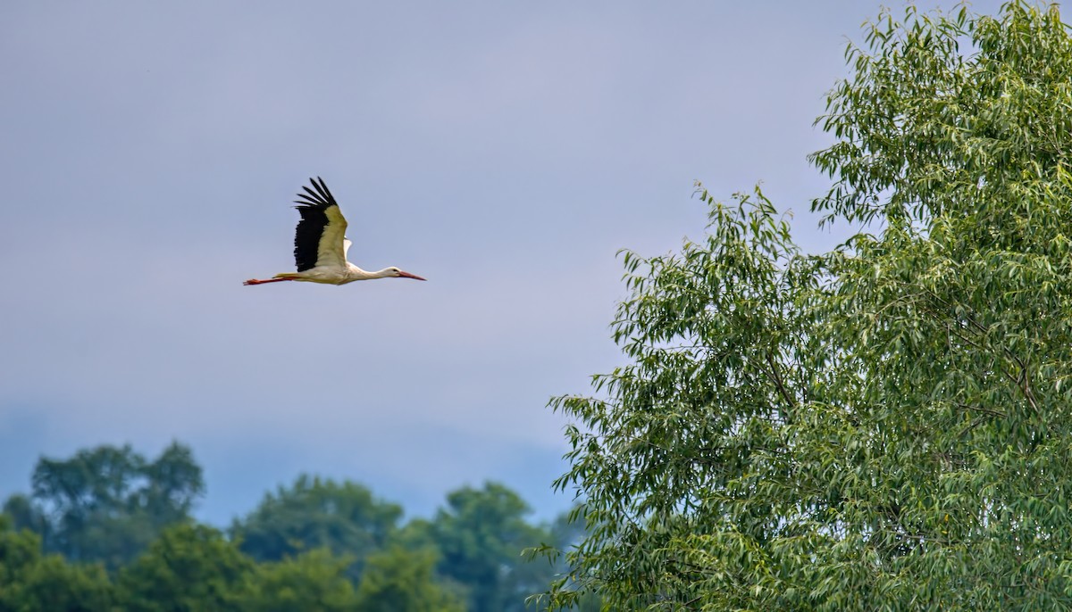 White Stork - ML620831205