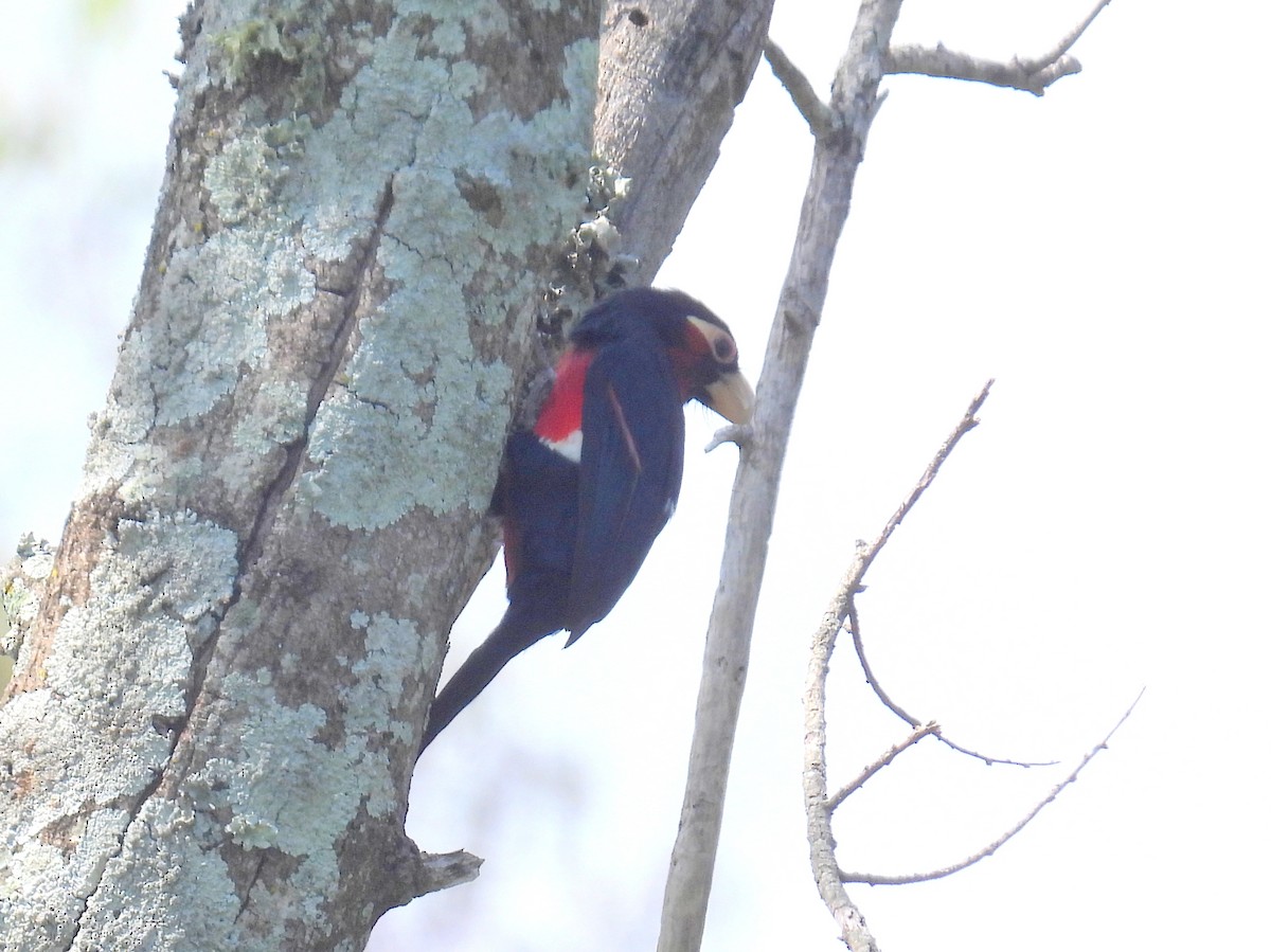 Double-toothed Barbet - ML620831207