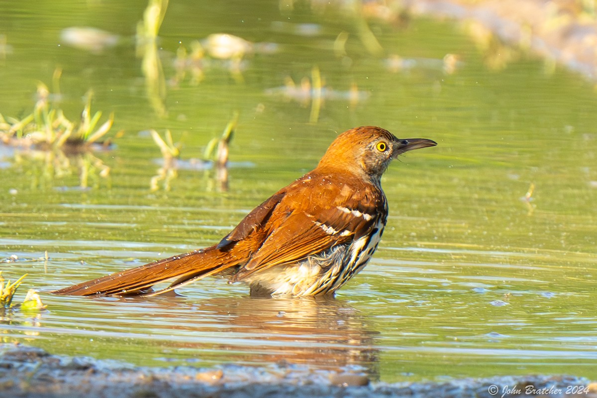 Brown Thrasher - ML620831208