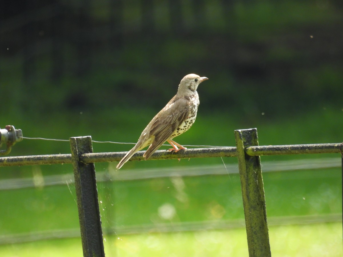 Mistle Thrush - ML620831209