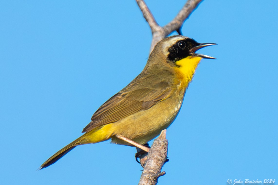 Common Yellowthroat - John Bratcher