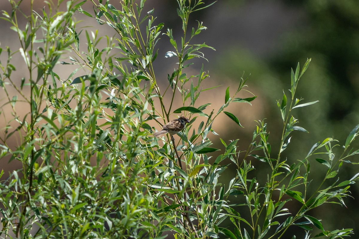 Eurasian Tree Sparrow - ML620831213