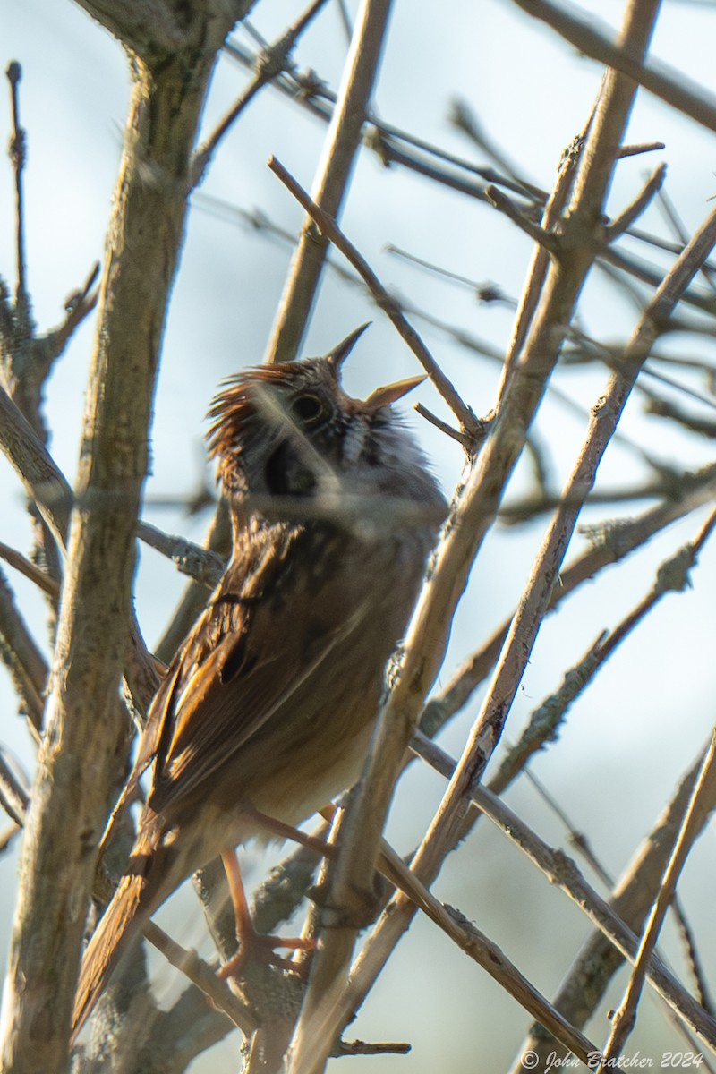 Swamp Sparrow - ML620831216