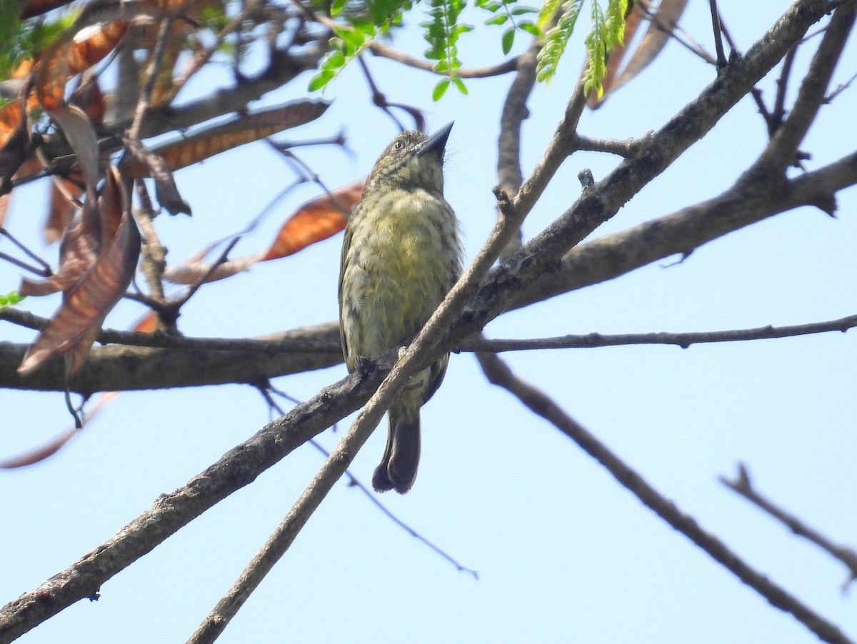 Speckled Tinkerbird - ML620831217