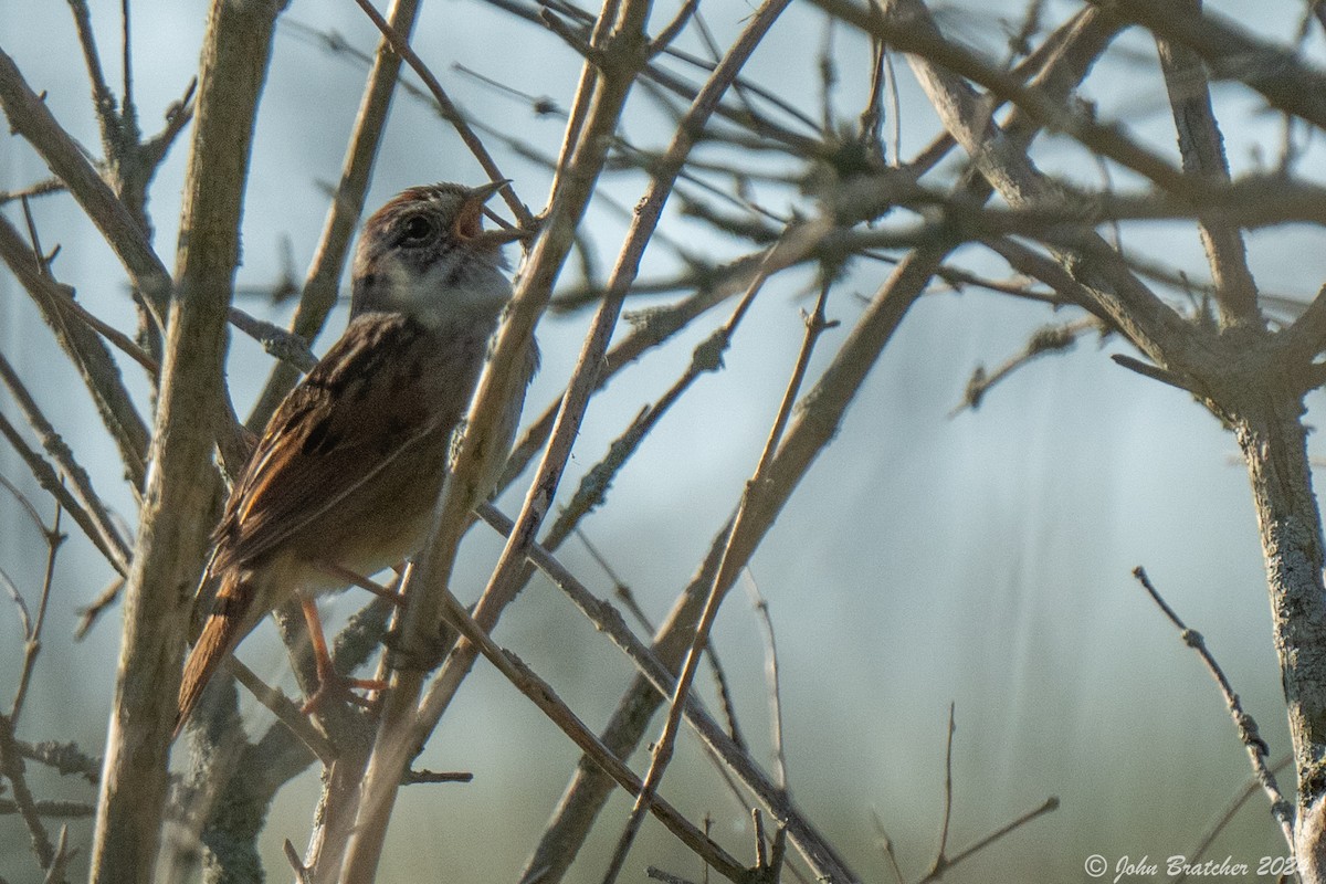 Swamp Sparrow - John Bratcher