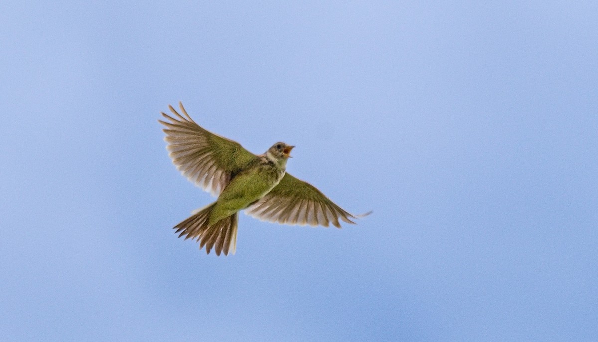 Eurasian Skylark - ML620831220