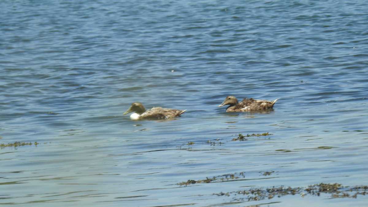 Common Eider - ML620831222