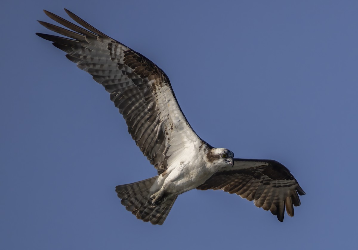 Osprey - Jorge Montalvo