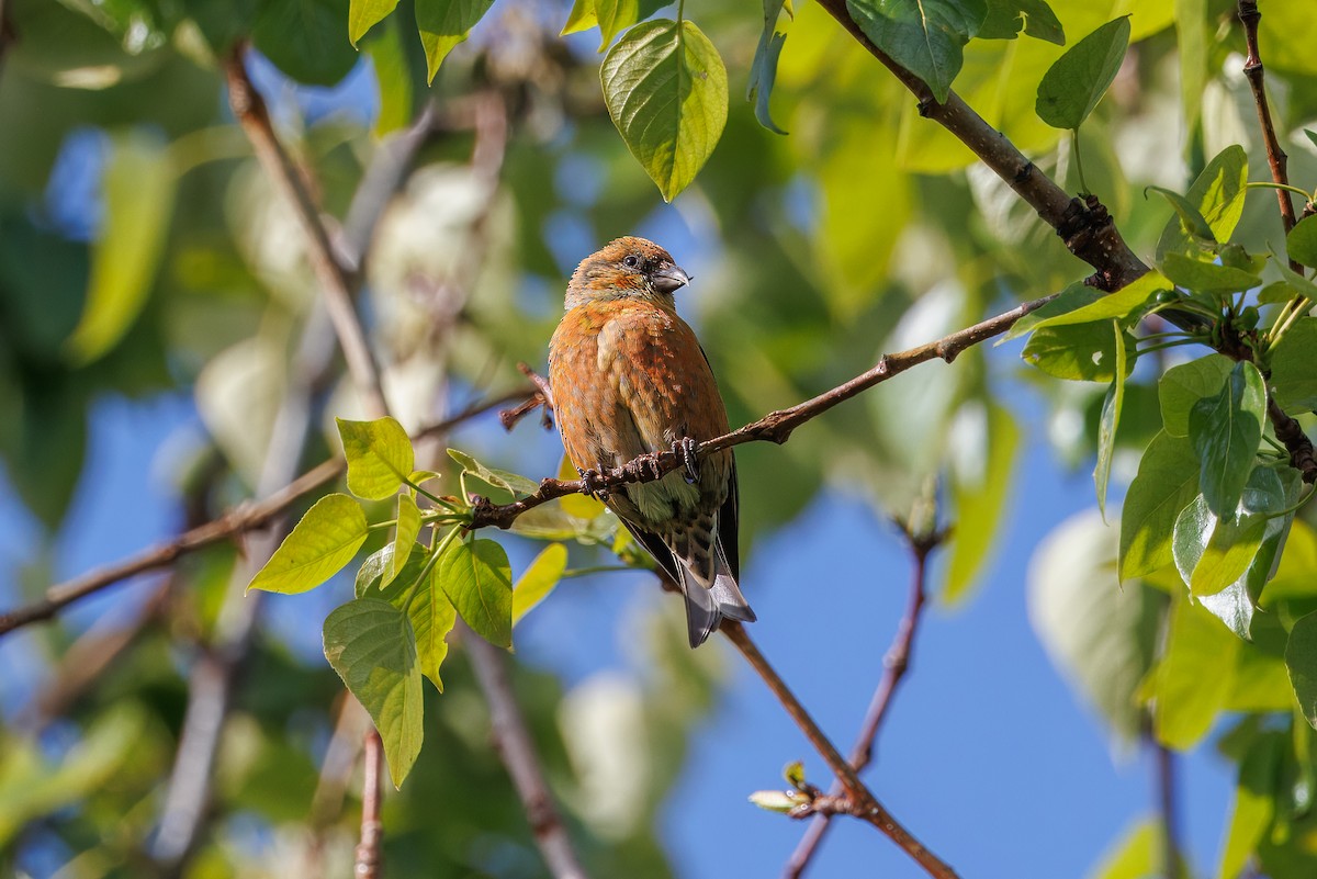 Red Crossbill - ML620831225