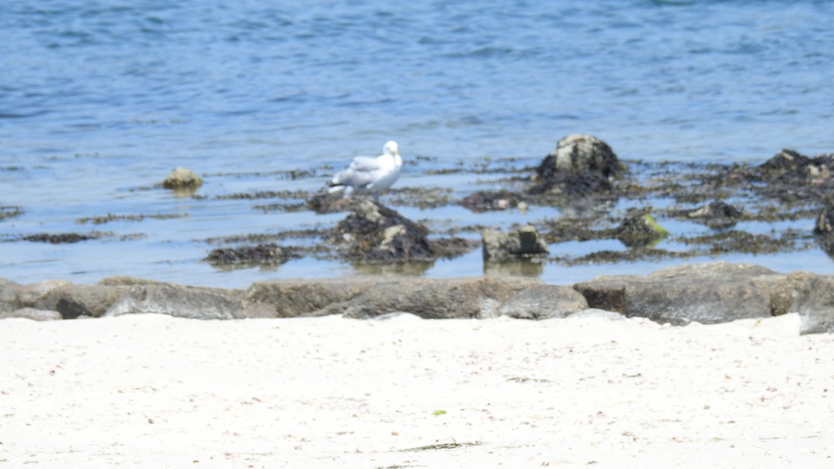 Herring Gull - ML620831227