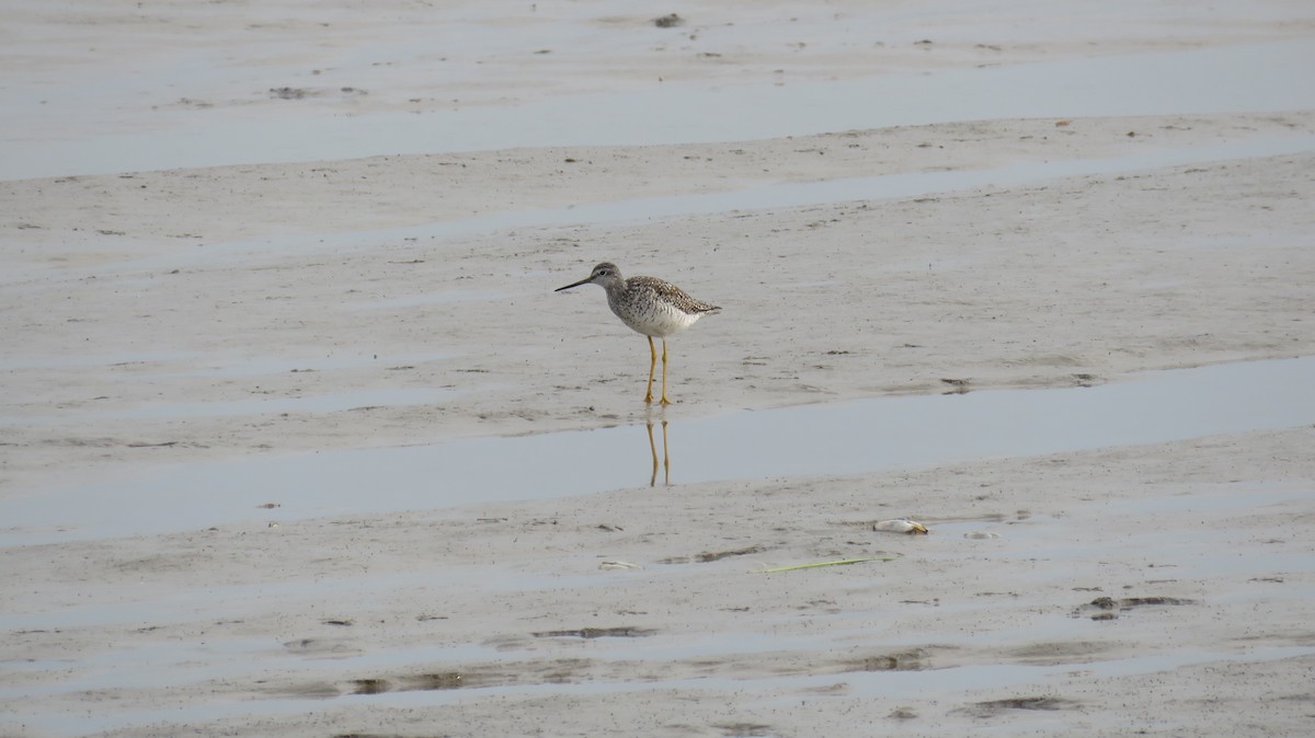 Greater Yellowlegs - ML620831228