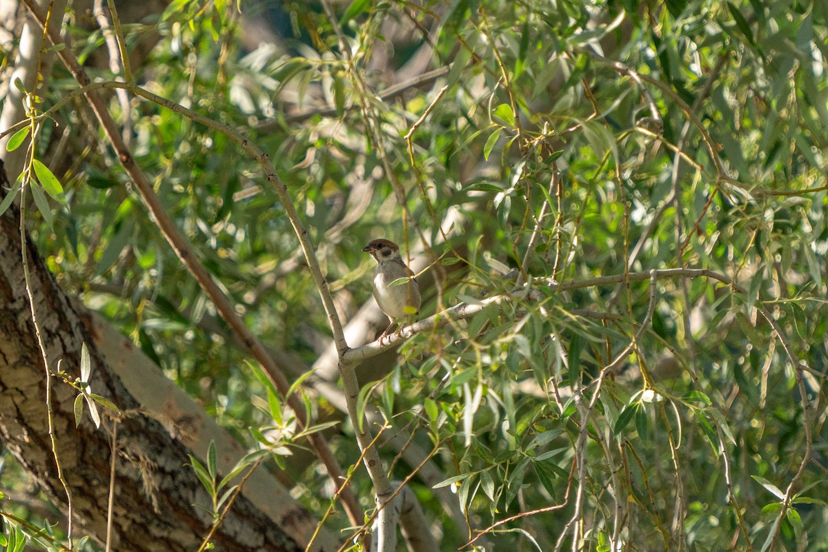 Eurasian Tree Sparrow - ML620831229