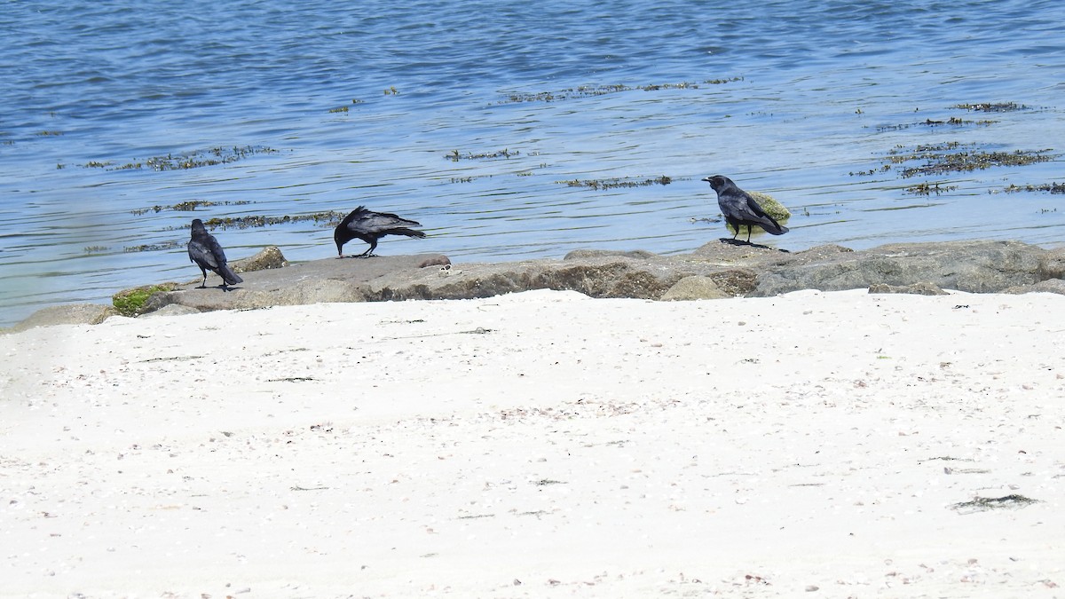 Fish Crow - Anca Vlasopolos