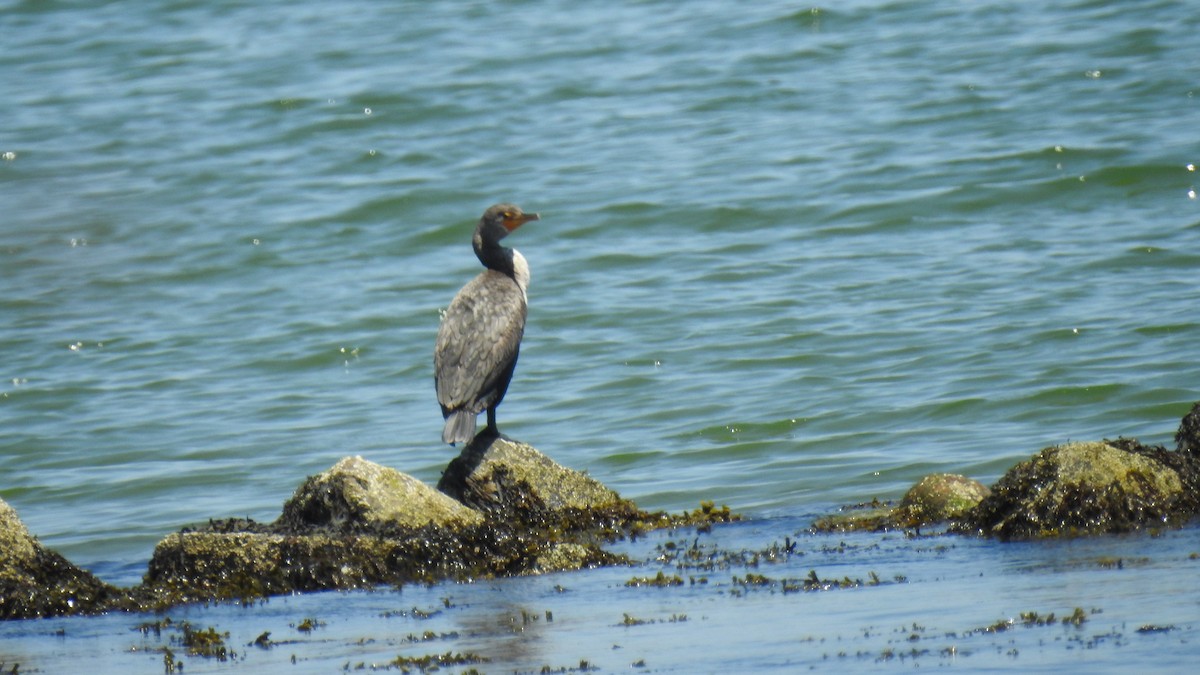 Double-crested Cormorant - ML620831231