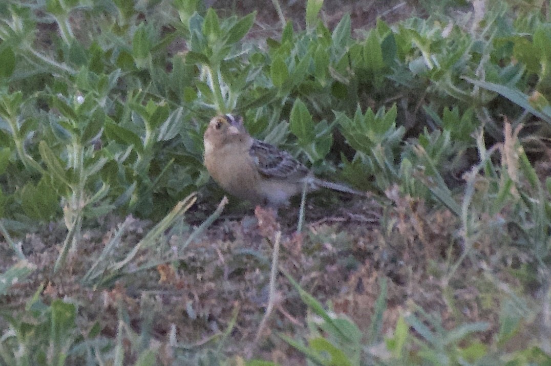 Grasshopper Sparrow - ML620831232