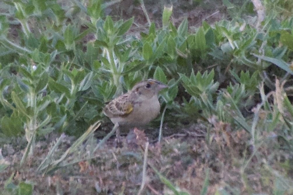 Grasshopper Sparrow - ML620831233