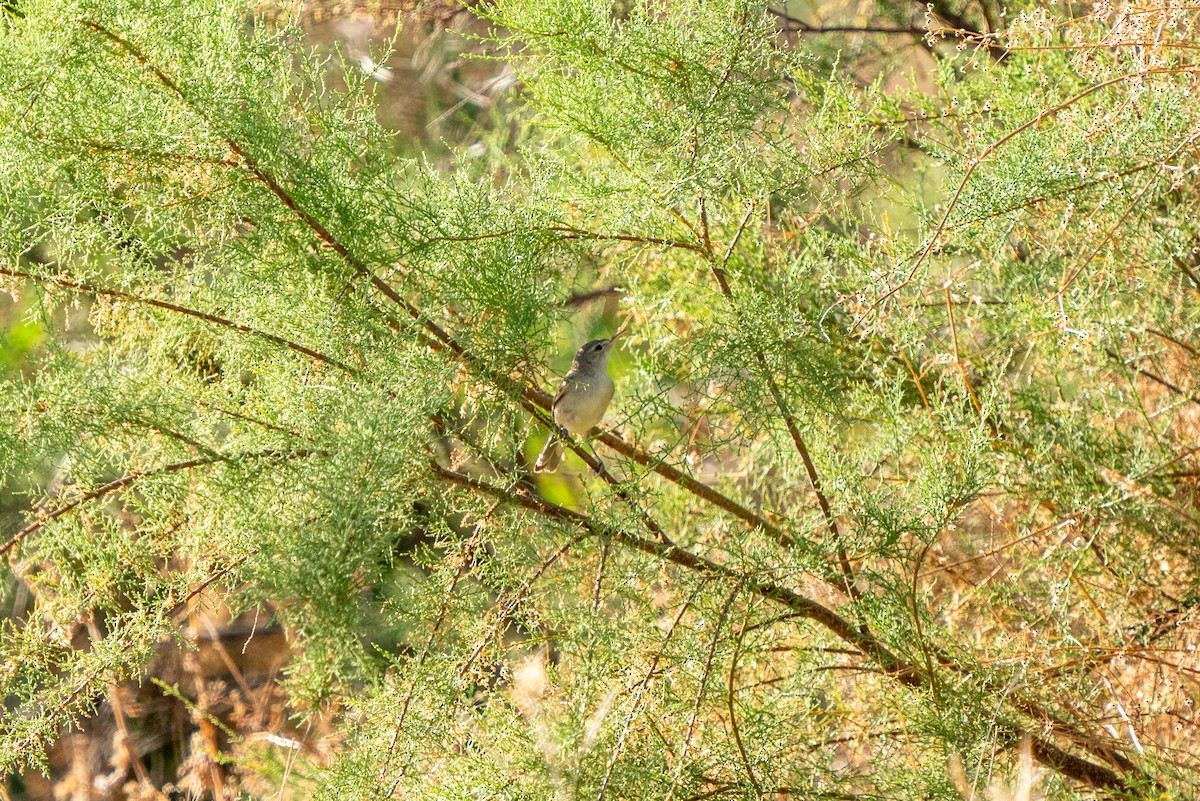 Eastern Olivaceous Warbler - Ali COBANOGLU