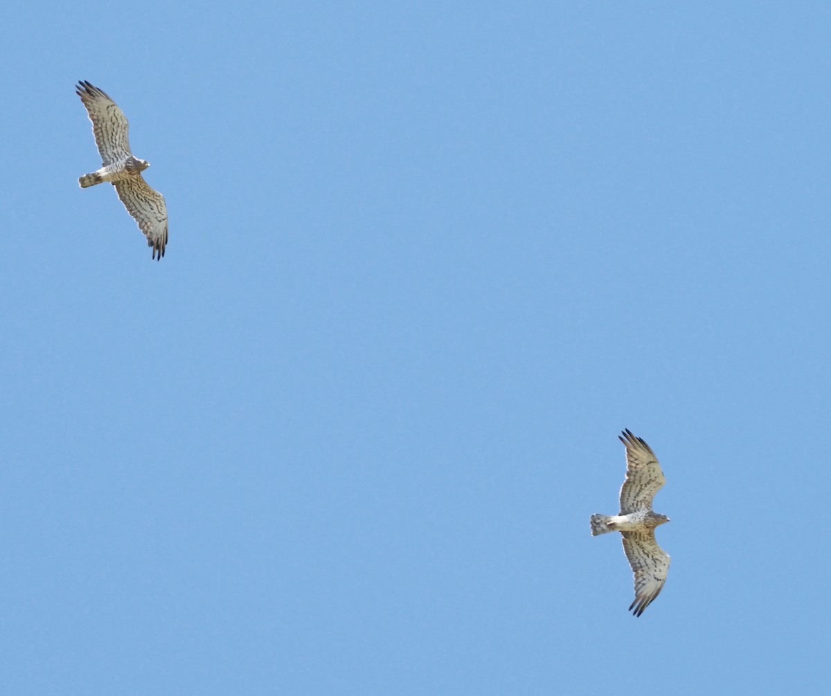 Short-toed Snake-Eagle - ML620831235