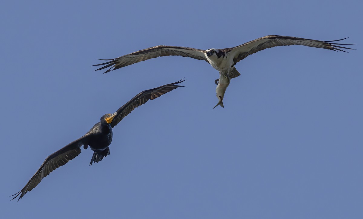 Osprey - Jorge Montalvo