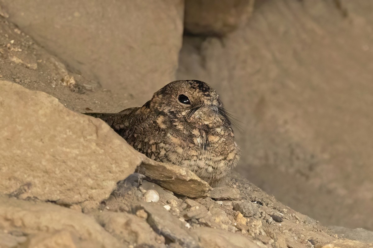 Tschudi's Nightjar - Thibaud Aronson