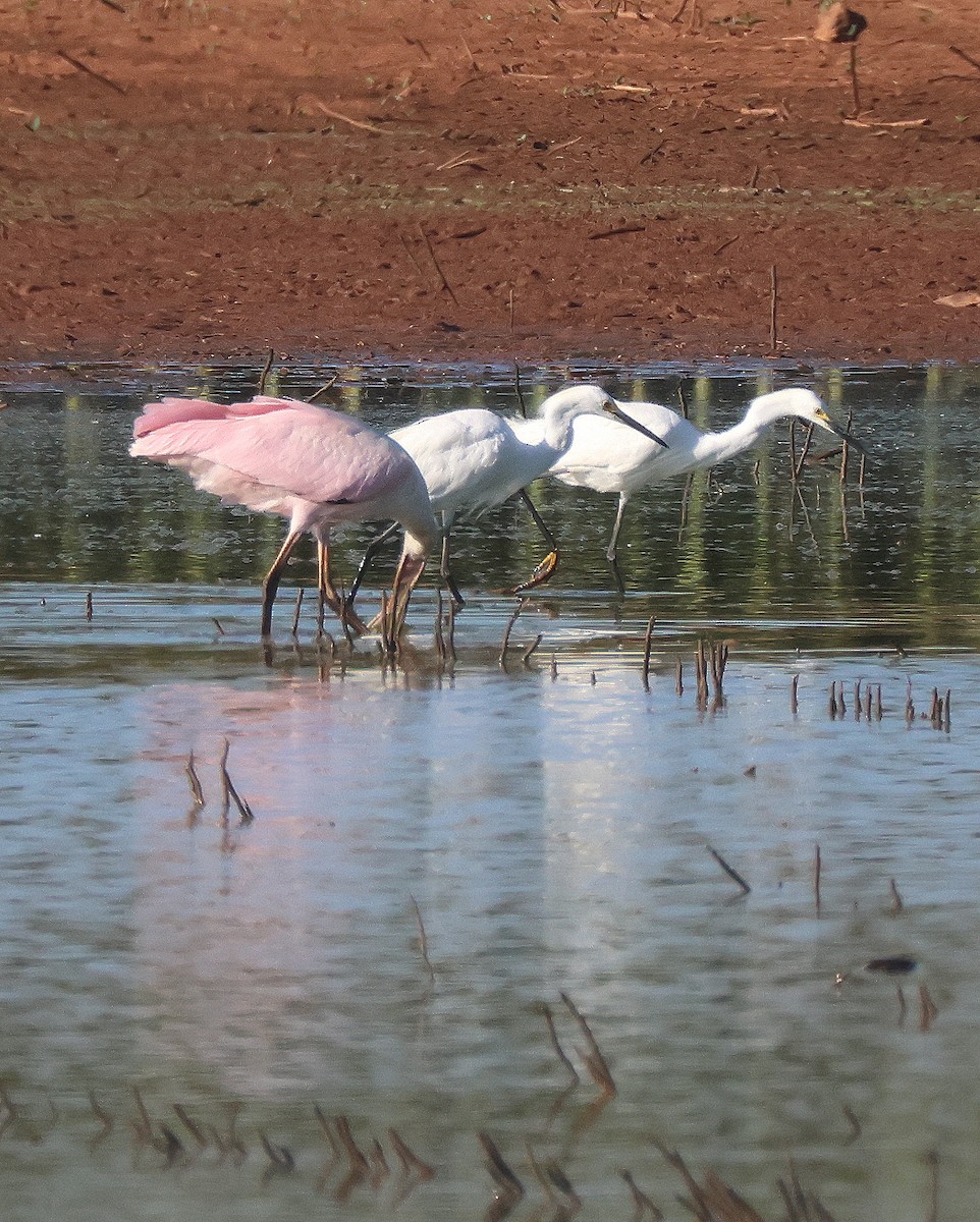 Snowy Egret - ML620831239