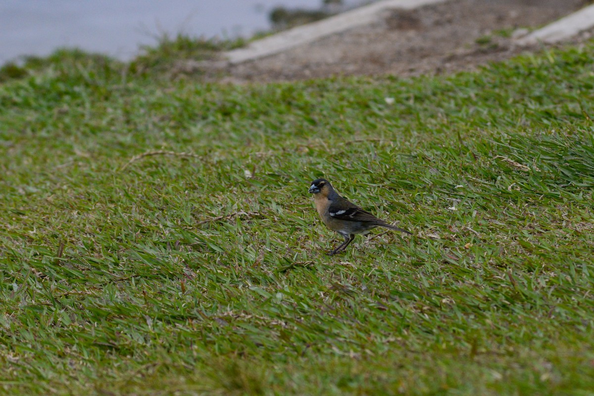 Azores Chaffinch - ML620831241