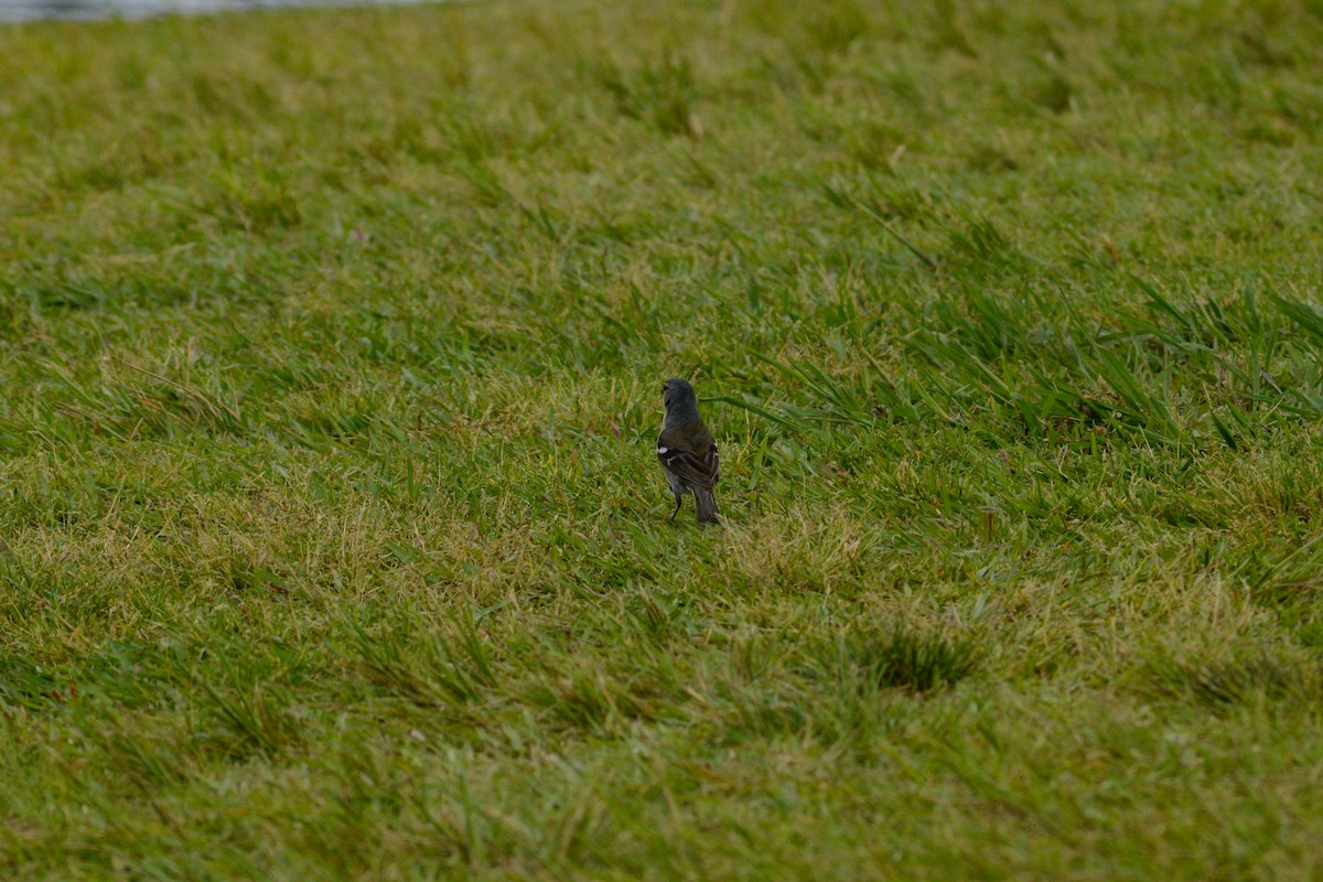 Azores Chaffinch - ML620831242