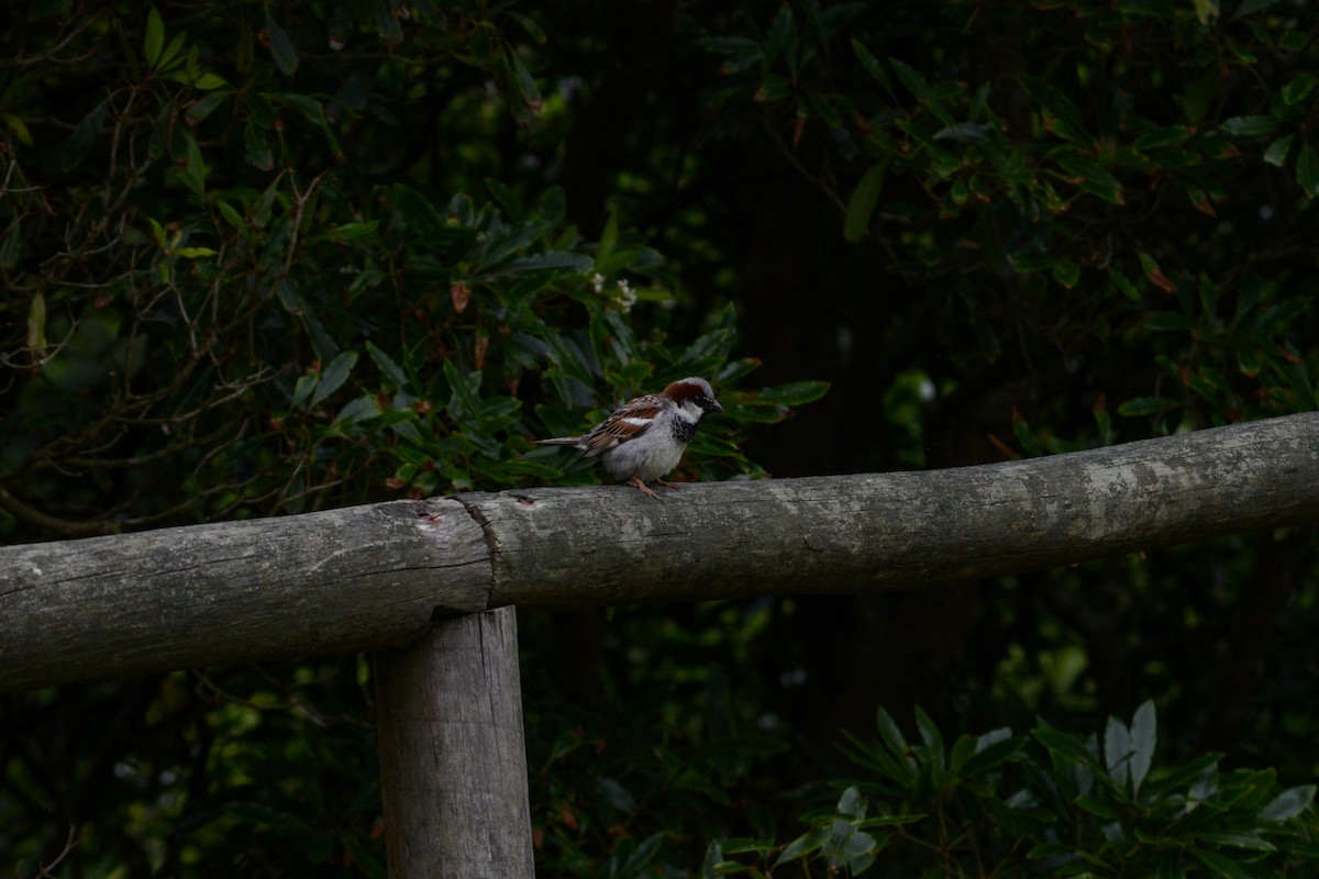 House Sparrow - ML620831243