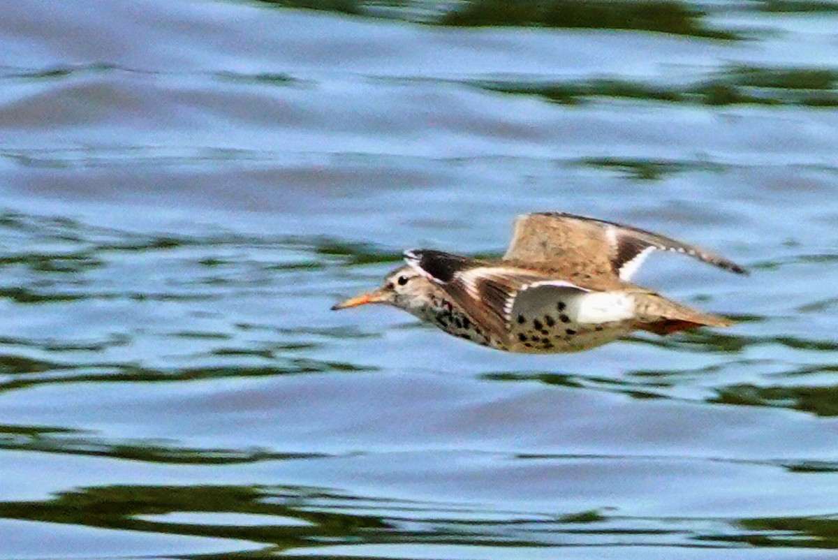 Spotted Sandpiper - ML620831244