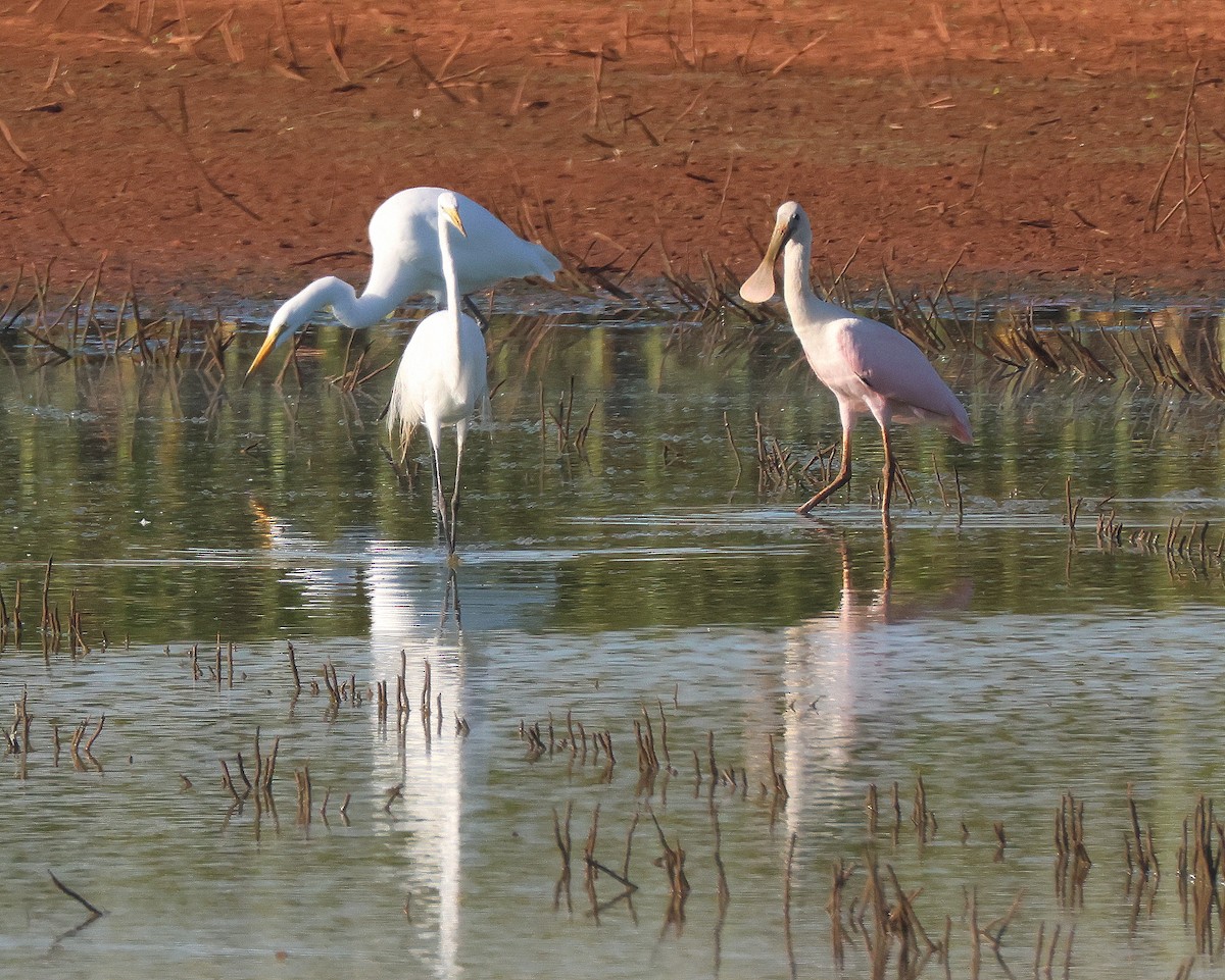 Great Egret - ML620831245